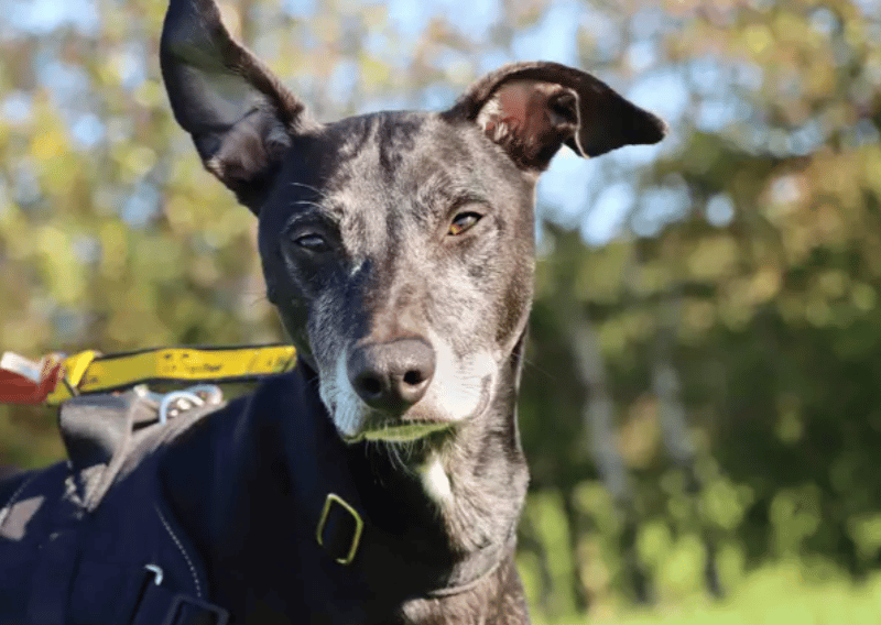 Danny is a super friendly lad who adores spending time with you! A home where he can have plenty of company is his dream. Danny is happy to be a sofa buddy or join exploring out on walks. He travels brilliantly in the car and is more than happy to visit quieter walking spots, where he can explore at ease while continuing his training around other dogs.