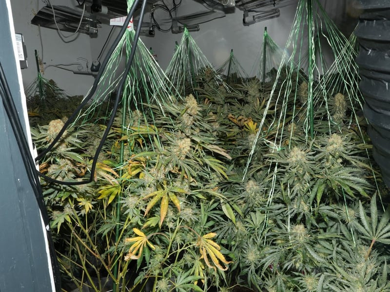 A large amount of cannabis plants were found in the North End Avenue property.