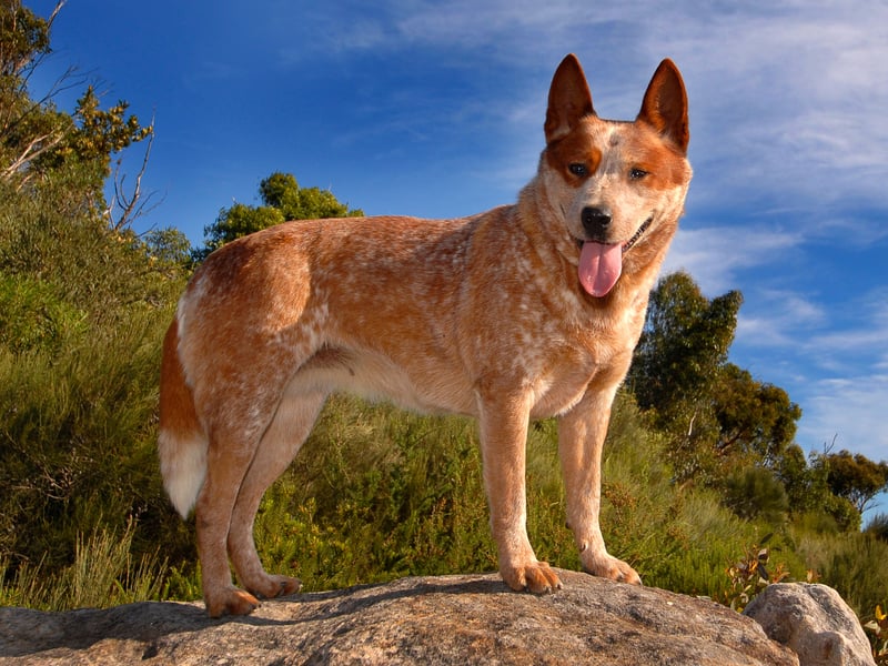 A more unusual breed in the UK, the Australian Cattle Dog is a tireless worker – which it needs to be while droving cattle over long distances in Australia. It's a dog that seems to have trainability in its very DNA.