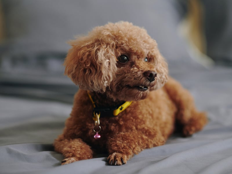 They may look high-maintenance, but Poodles are very eager to please and keen to learn. Not just a pretty face, these curly cutesters are as brainy as they are beautiful.