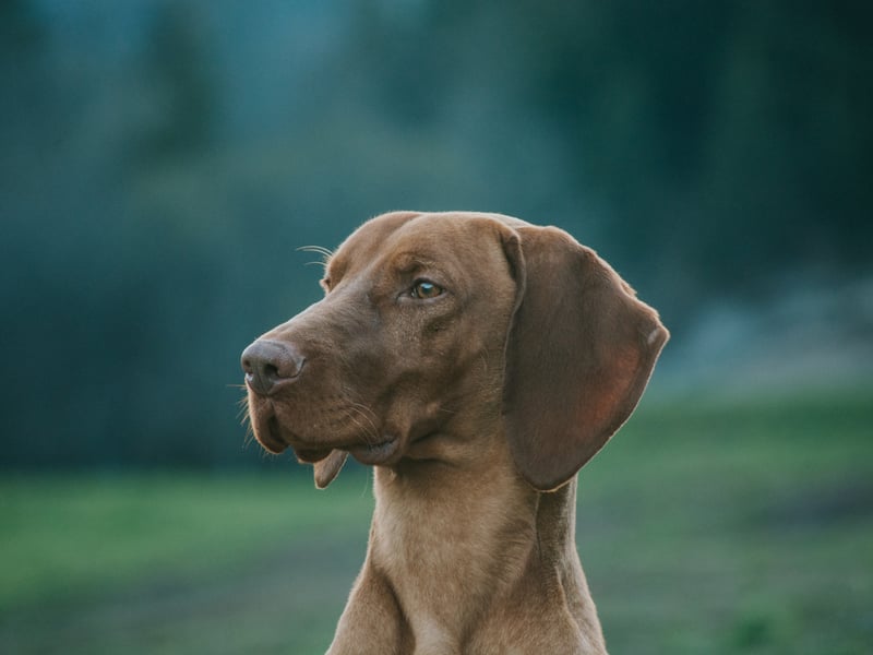 Vizslas have the perfect mix of intelligence and loyalty that means they actively enjoy being trained. Classic velcro dogs, they'll never want to leave your side - meaning recall shouldn't be an issue.