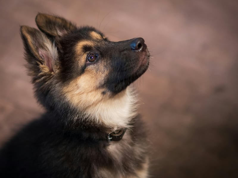 A favourite of the police and army, the German Shepherd is one of the most useful dogs out there and picks up new things quickly. Sitting, staying and walking to heel is easy for these amazing animals who can be used for everything from sniffing out drugs to catching criminals.
