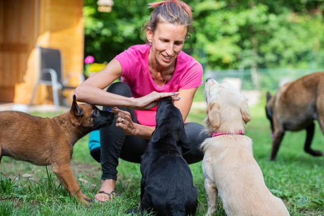 Some breeds of dog are easier to train than others.