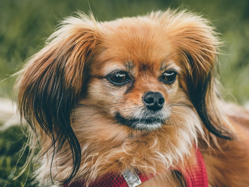 If you are looking for a smaller breed of dog that is easy to train, then the Papillon could be for you - they have quick minds and actively enjoy learning new things. An eagerness to please their owners means that they love being told how good they are.