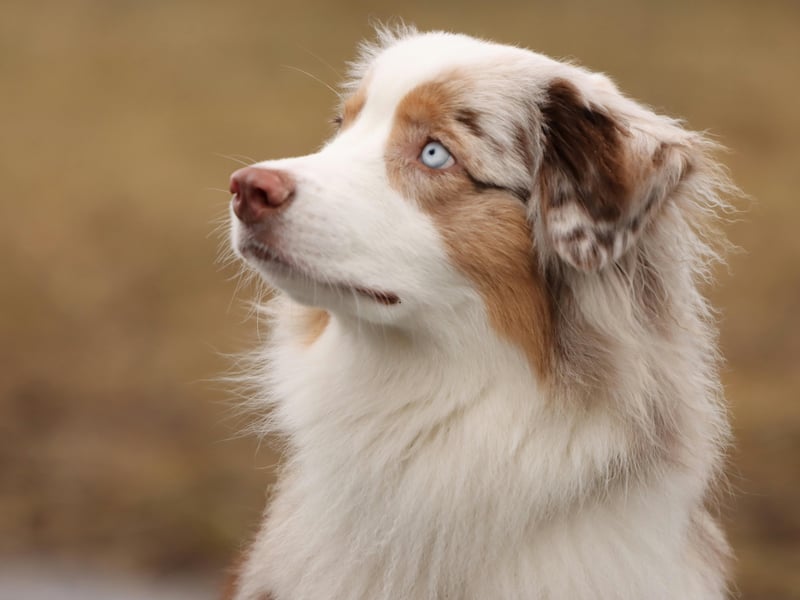 Weirdly enough there's nothing particularly Australian about the Australian Shepherd, which was originally bred in America to herd animals. As is the case with most herding specialists, it's pretty easy to train - just make sure they have enough exercise and stimulation so they don't become frustrated and misbehave. 