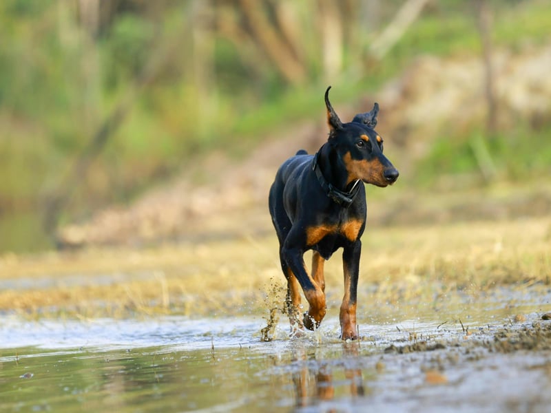 The Doberman Pinscher constantly comes in the top five of studies into the most intelligent breed of dog, but being clever doesn't necessarily mean a dog is easy to train. They are also known for the way they retain information and their obedient nature. 