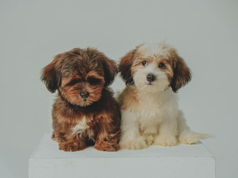 Many smaller dogs can be stubbornly resilient to training - just ask any Dachshund owner - but the tiny Havanese is one of the exceptions to the rule. They are attentive and receptive to positive reinforcement meaning they should be giving you a paw in no time.