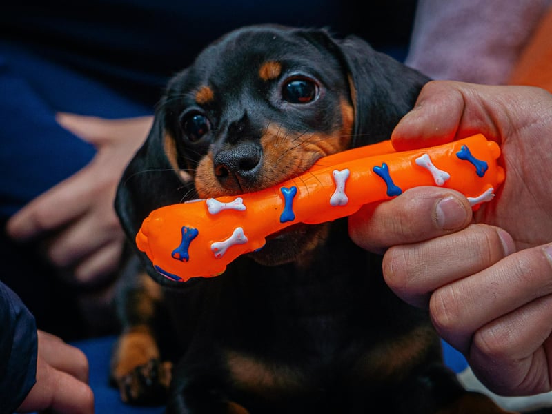 When dogs bring you their toys, they’re not just inviting you to play; they’re also sharing something valuable to them. This behaviour is a sign of trust and affection, particularly in breeds like Labradors or Golden Retrievers. Celebrate this gesture by engaging in play or praising them for their generosity.