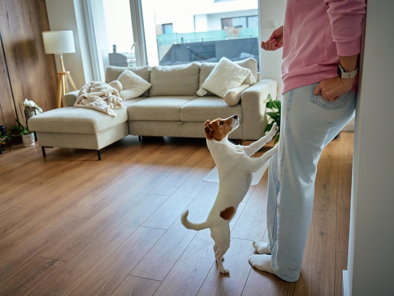 Jumping is a natural way for dogs to greet people they love. It allows them to get closer to your face, which is their way of connecting. While it’s an affectionate gesture, jumping can be unsafe, especially with large dogs or small children. Training your dog to greet calmly ensures their affection is expressed appropriately.