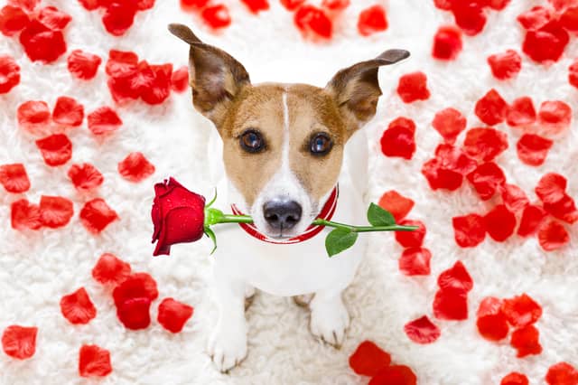 Bringing you flowers is not a typical way in which a dog expresses love.