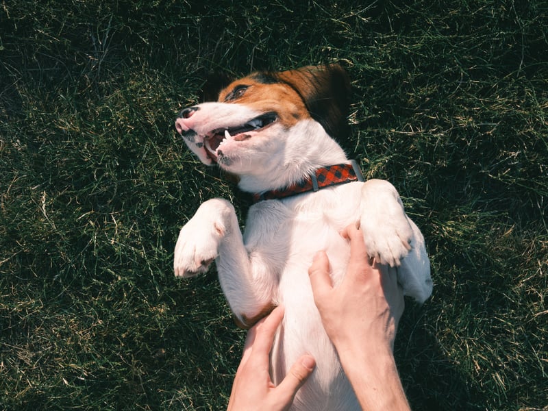 Dogs that roll onto their backs and expose their bellies are showing a high level of trust and affection. A wagging tail and relaxed posture typically mean they’re asking for a belly rub as a sign of love. However, if their ears are pinned back, tail tucked, or body tense, they may be showing submission or anxiety rather than seeking affection. Always read the entire body language for context.