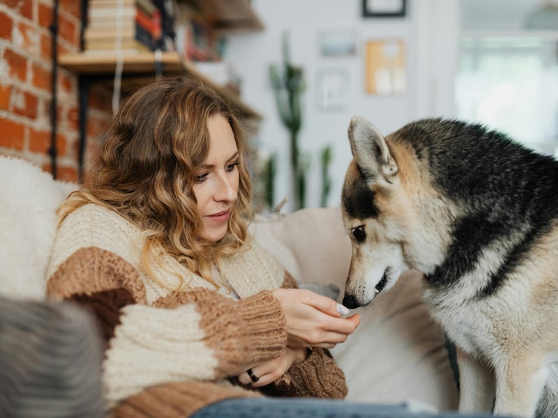 If you stop giving them attention, some dogs will nudge your hand or arm with their nose to encourage more petting or cuddles. This is their way of saying “Don’t stop!” A nudge can be playful, persistent, or gentle, depending on their personality. Responding positively to these nudges reassures them that their affection is reciprocated.