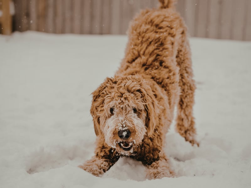 The ‘play bow’—lowered front end, raised hindquarters, wagging tail—is a universal invitation to have fun. When a dog does this, they’re expressing excitement and joy in your presence. Responding with play strengthens your bond and keeps your dog mentally and physically stimulated.