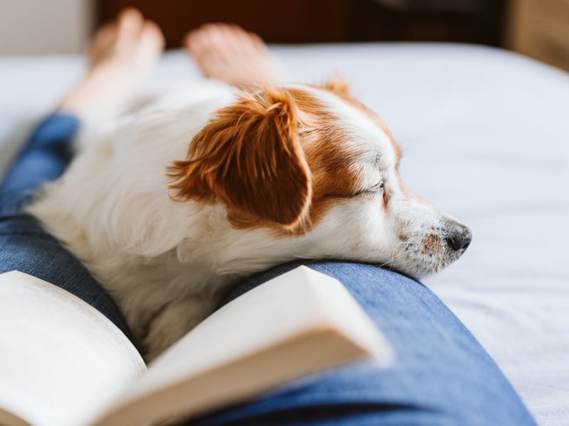 Dogs are social creatures, and being close to you—even without direct contact—shows their trust and affection. For some dogs, sitting on your lap is their ultimate display of love, while others may prefer to lie nearby. Watch for their choice of proximity, as this often reflects their comfort level and love for you.