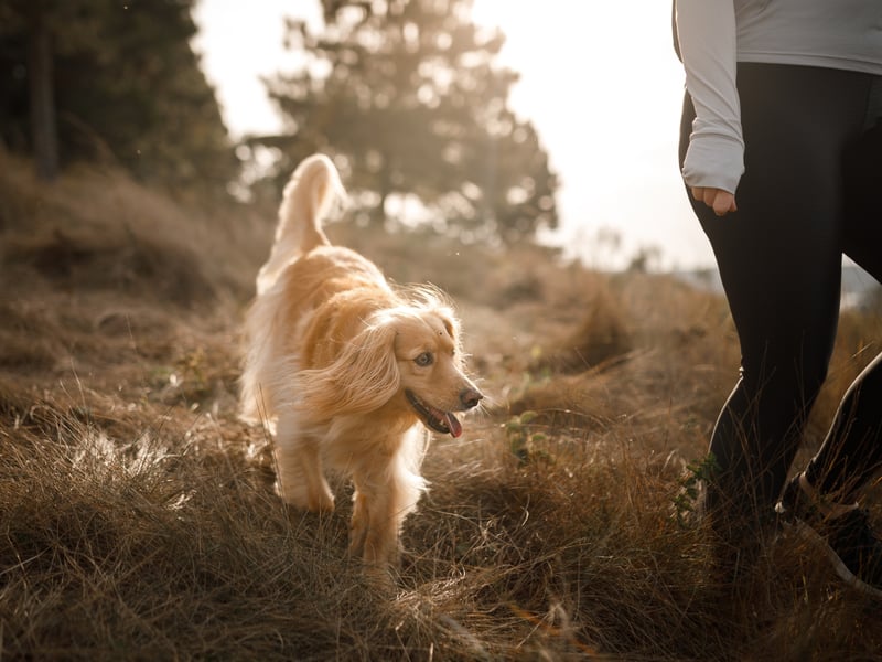 A dog that loves you will want to be near you, often following you from room to room. This behaviour, sometimes called ‘Velcro dog syndrome’, is especially common in breeds with strong loyalty traits. It’s their way of saying “You’re my person, and I want to be where you are.”