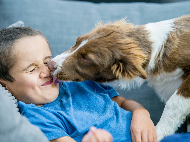 Many dogs will lick you as a sign that they love you. Licking releases endorphins and dopamine, making them feel happy and relaxed. However, if they do it obsessively, it could be a sign they are in pain. Licking isn’t always a sign of love and could be a sign of anxiety. Watch the dog’s other body language to tell the difference. They are anxiously licking if their ears are back, they’re showing whale eye, and they are tense .
