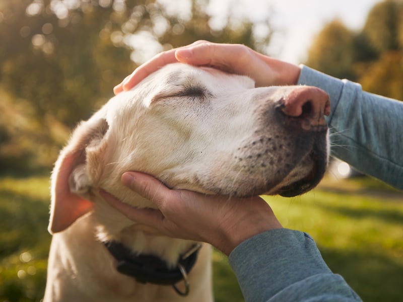 Dogs that adore you will often seek physical affection as a way to bond and feel closer to you. Petting stimulates the release of oxytocin, the ‘love hormone’, in both you and your dog, reinforcing your bond. Pay attention to where your dog enjoys being stroked—some prefer behind the ears, others love a gentle chest rub. Tail wags, soft eyes, and relaxed body language are signs they’re enjoying the interaction.