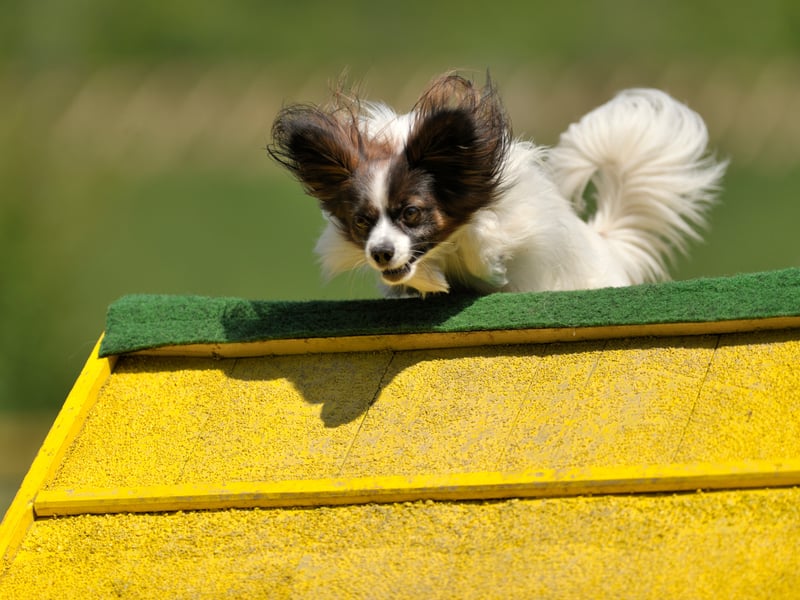 While many see them as traditional lap dogs, few Papillons are happy sitting around all day. They like to be entertained and are full of fun and energy - which can turn into naughty behaviour if left to build up.