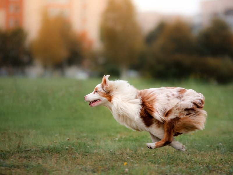 Australian Shepherds are one of the most athletic and agile breeds of dog and they love showing off their skills. If you want a dog that can leap six feet in the air to perfectly catch a swiftly-flying frisbee then this is the breed for you.