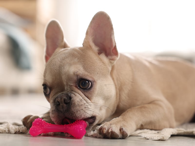Cheeky and bold, the French Bulldog will not be ignored if it wants to play - which is most of the time. Be careful not to give them too much exercise though, as they are prone to breathing problems.