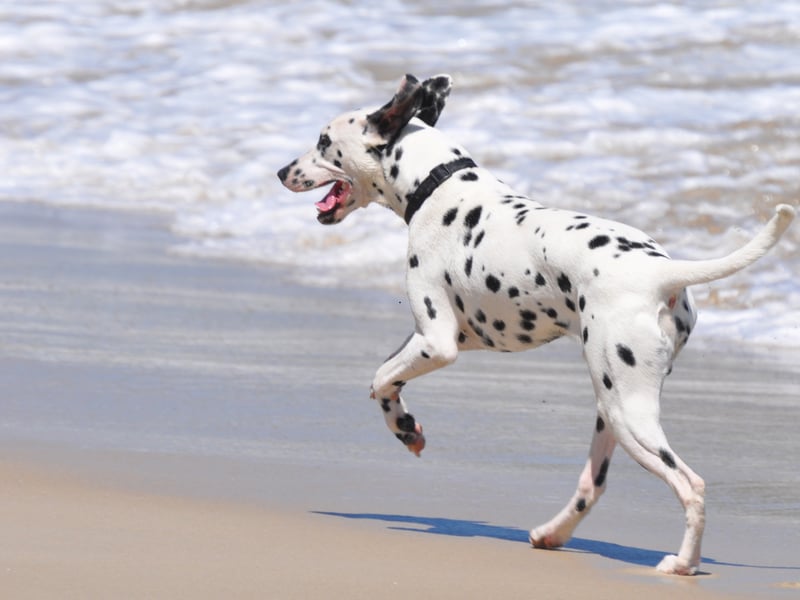 The Dalmation's love for play was used to great effect when they used to perform for delighted circus audiences. Now the spotty dogs are more likely to entertain their human family with their spirited antics.