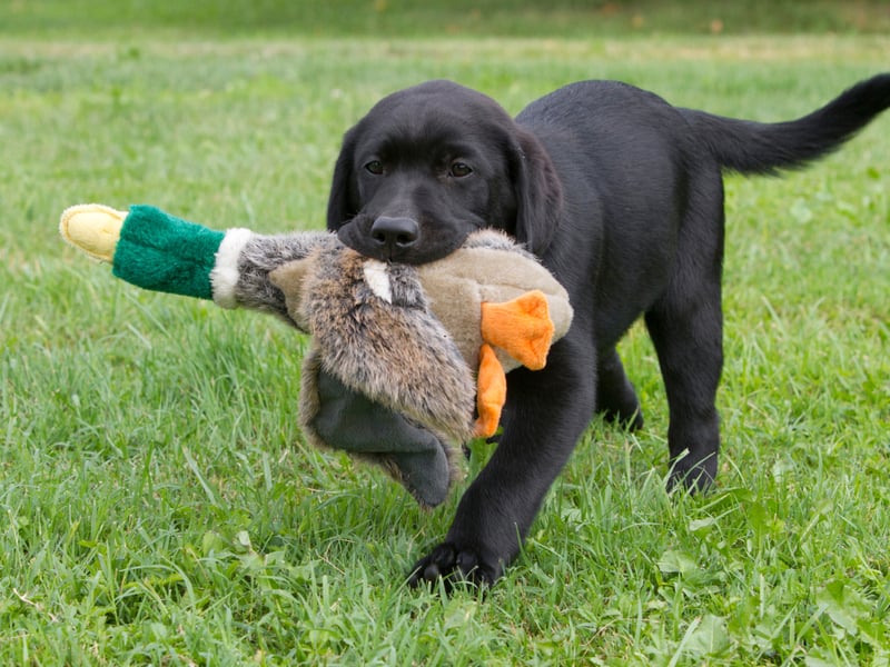 Originally bred to help fishermen recover nets, ropes and fish from the chilly waters of the North Atlantic, the Labrador Retriever still loves to fetch things. As anybody who has ever thrown a ball or stick for a Lab will know, you'll tire of the game long before they do.