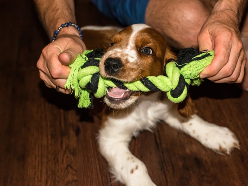A breed that has seemingly unlimited energy, if you're not playing a game with your English Springer Spaniel they'll make up their own - then play it endlessly.