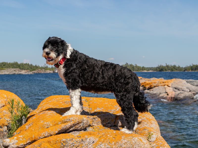 If you are looking for a playing companion for somebody with allergies, the Portuguese Water Dog ticks all the boxes. With a hypoallergenic coat they are unlikely to make you sneeze, but are full of energy and enjoy capering with all ages.