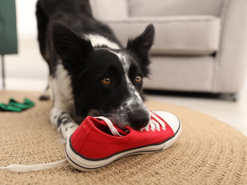 Being the world's most intelligent dog means that the Border Collie's brain is constantly active and looking for something to do. Plenty of play is essential to the wellbeing of this inquisitive breed.