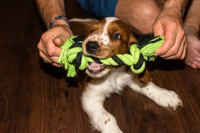 Some dogs just love to play.