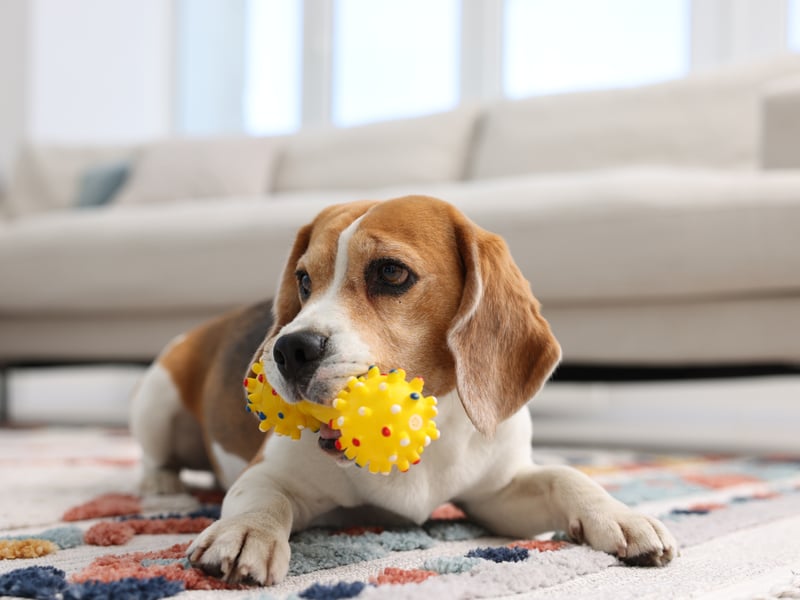 The Beagle is a pack animal, but if it doesn't have a big group of other Beagles to run about with it then it will seek out play with whatever human or animal is closest - usually its owner. These dogs particularly love playing games with children, being patient and gentle.