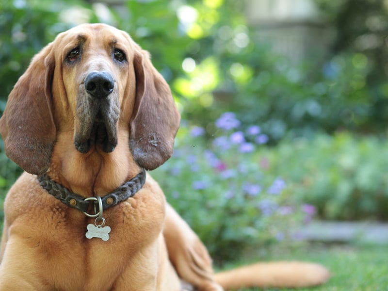 The Bloodhound has the best sense of smell in the canine world so could happily track down a burglar. Just don't ask them to stop the crime in the first place though - they'll welcome all and sundry into their home.