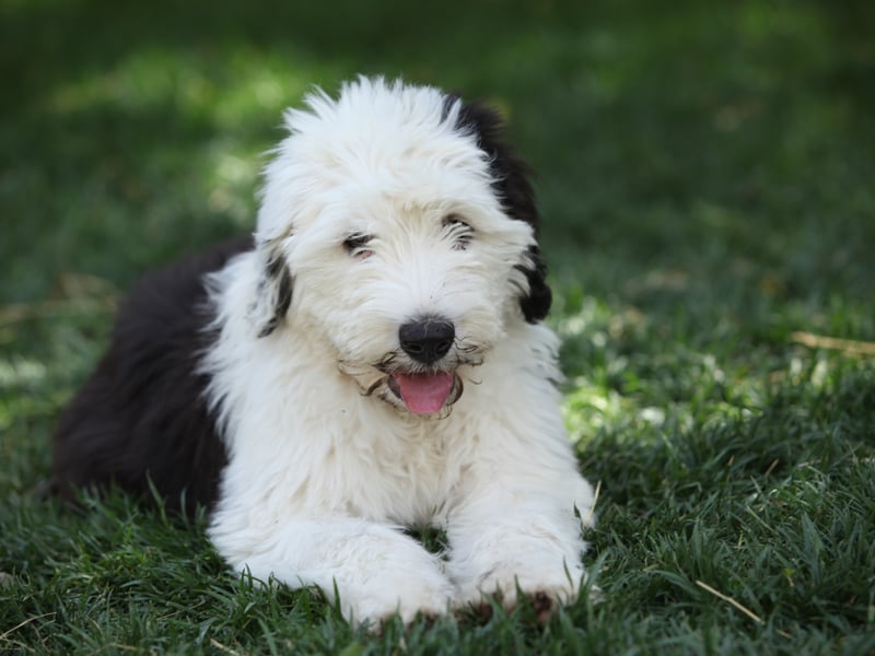 Unless your idea of guarding a home is licking intruders into submission, then the Old English Sheepdog just isn't up to the task. 