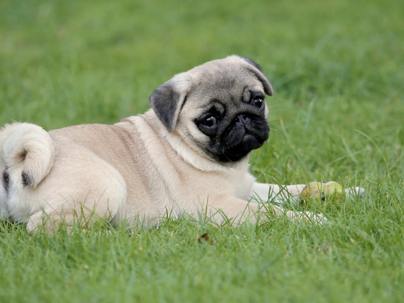 Pugs are easy to train because their sole aim is to please everybody they meet - even those they really shouldn't. Their love of a quiet life means they'll avoid drama at almost any cost. 