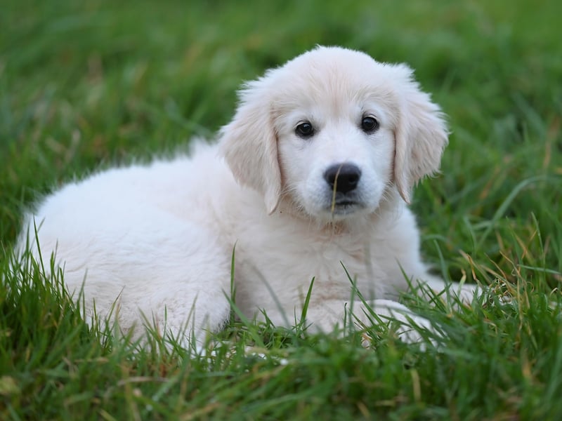 What's true of the Labrador Retriever also usually applies to their close cousin the Golden Retriever - including their lack of guard dog attributes. If they think there's a snack in it for them, they'll probably happily share the location of your valuables.