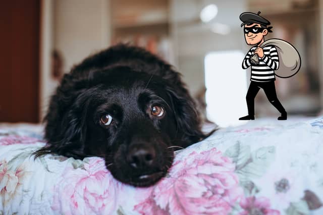 Some pups lack the attributes needed to be a good guard dog.