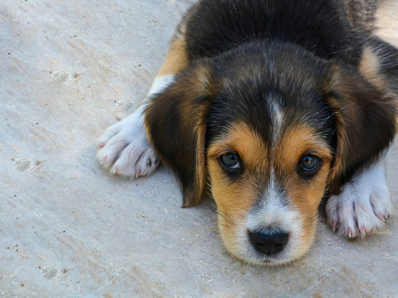 Beagles are many things - curious, fun-filled, gentle and adorable - but they simply aren't territorial. Add in their default setting of 'friendly' and they barely even guard their own food.