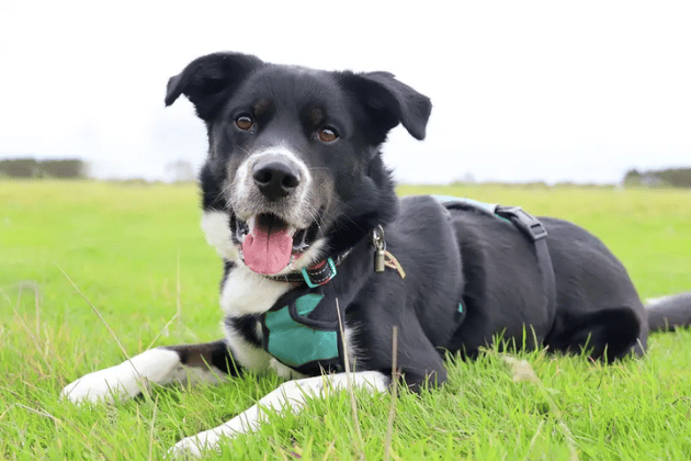 Domino is a smart, adventurous 2-year-old Collie Springer Spaniel Cross who lives for his training. While originally found as a stray and currently taking medication for anxiety, he is an active, food-motivated lad who would make a perfect hiking buddy. He needs a calm, adult-only home with a secure garden where he is the only pet and has someone around all the time initially to help him settle into a consistent routine.