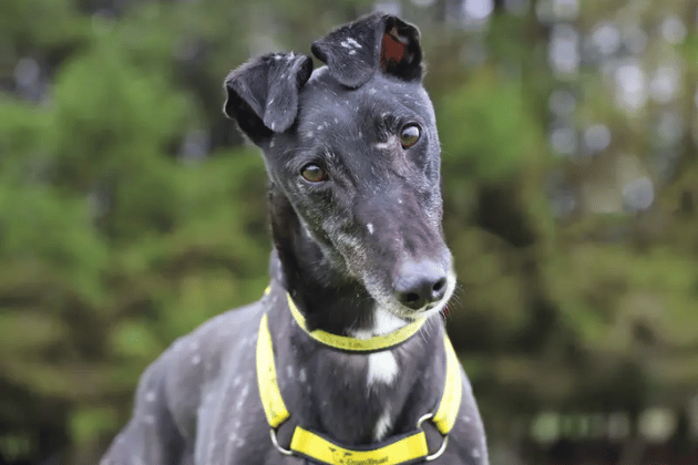Herbie is a handsome 2-year-old ex-racer looking for his first proper home. He is a sociable, easy-going lad who can live with other dogs and secondary school-aged children. While he loves chasing toys and going for walks, he is a true couch potato at heart who enjoys a good lounge on his bed and becomes increasingly affectionate as he builds a bond with his new family.