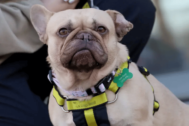 Winnie is a sweet 3-year-old who leaps and bounds in her foster home and loves snuggling on the sofa. She gets her confidence from other dogs, so she must live with a canine friend in a home away from busy roads and noisy areas. While she requires ongoing skin medication and multiple visits to build a bond, she walks beautifully on the lead and can live with dogs, savvy cats, and secondary school-aged children.