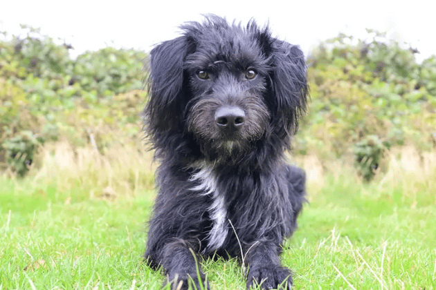 Bobby is a handsome 18-month-old who has had a difficult start to life, leaving him worried about the world. While he needs a few meetings to show his hilarious side, he is a brilliant training project for adult owners who can be around all the time. He currently takes anxiety medication, requires a home within one hour of the Leeds centre, and needs a quiet environment with a secure garden where he can be the only pet.