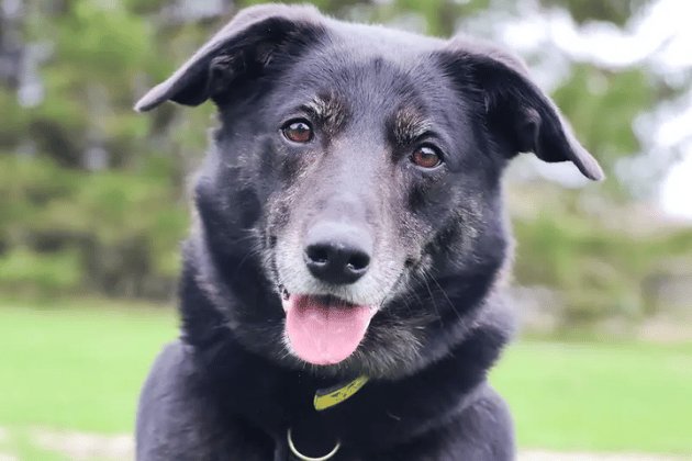 Opie is an 8-year-old Collie Labrador Cross who greets everyone with a wiggly bum and a waggy tail. He is a smart, food-motivated lad who is a firm favourite at the centre due to his affectionate nature. Because he is noise-sensitive and reactive to other dogs, he needs a peaceful, adult-only home where he is the only pet and can be walked in quiet areas by capable owners.