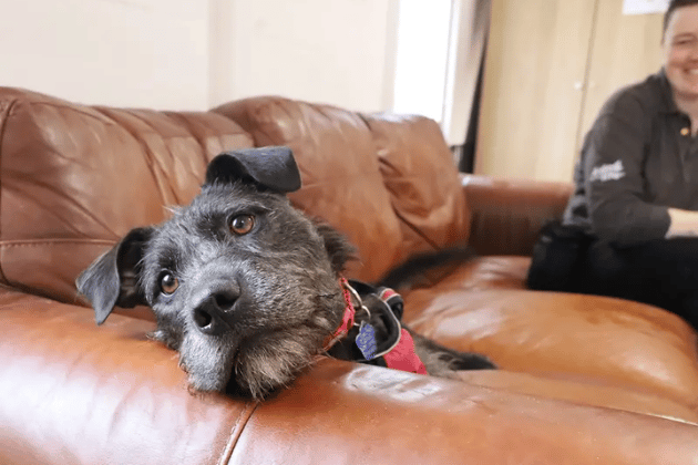 Brontë is a bubbly, playful 5-year-old Crossbreed looking for an active, peaceful adult home as the only pet. She can be shy initially and remains worried by other dogs, so she needs a patient owner who will enjoy continuing her training. Once she knows you, her super cheeky and adventurous personality shines through, and she’s always ready for fun.