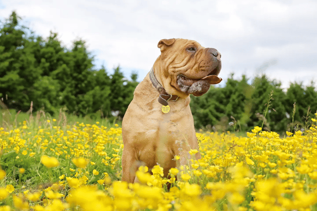 Edie is a gentle 7-year-old who has spent most of her life in care and is the longest-term resident at the centre. She is a perfect house guest who is fully housetrained, relaxed, and loves snuggling. While shy initially and worried by other dogs, she is a dream companion for a peaceful, adult-only home with a secure garden where she can be the only pet.