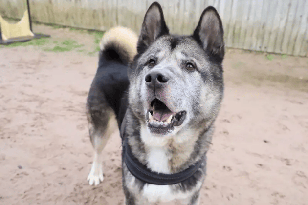 Teddy is a handsome 13-year-old Akita who is looking for a loving retirement home to spend his final years in. Despite being found as a stray in poor condition, he is a friendly, chill lad who has been a trooper throughout his medical recovery. He needs a calm, adult-only home where he is the only pet and has someone around most of the time to keep him company, along with a secure garden where he can relax in peace.