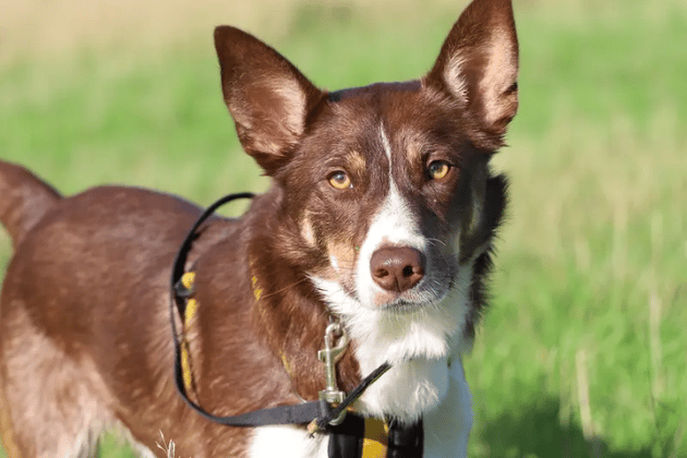 Bunsen is an 18-month-old Collie who is full of energy and training potential. Originally found as a stray, he is super friendly and loves playing fetch, but his past has left him worried by traffic and loud noises. He needs an active, peaceful home away from busy roads with someone who can be around all the time initially. He would thrive with a family who enjoys long country walks and keeping his Collie brain busy.