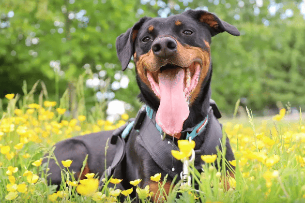 Jupiter is a 6-year-old Doberman who has spent over 1,600 days in care. He is a 'Velcro dog' looking for a patient, adult-only home where someone is around most of the time. While he needs a secure garden and quiet walks away from other dogs, he is fully housetrained, loves tennis balls, and happily wears his muzzle.