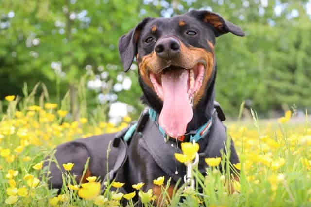 Jupiter is a 6-year-old Doberman who has spent over 1,600 days in care. He is a 'Velcro dog' looking for a patient, adult-only home where someone is around most of the time. While he needs a secure garden and quiet walks away from other dogs, he is fully housetrained, loves tennis balls, and happily wears his muzzle.