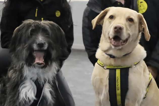 Delta (7) and Delilah (1) are a devoted 'odd couple' looking to be rehomed together. They are super friendly, affectionate, and can't get enough fuss once they have bonded with their new owners. While they are fine around other dogs on walks, they must be the only pets in the home. They would suit a family with older children and need a secure garden where they can explore and play together off-lead.