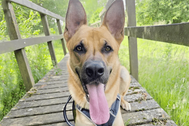 Buddy is a 1-year-old with a big personality looking for owners who are enthusiastic about large breeds. While he can be a 'bark first, think later' boy when nervous, he is smashing his training and his playful side shines once he feels confident. He requires a calm, adult-only home with a secure garden and someone around all the time initially. Buddy has an ongoing medical condition, but financial support for this can be explored for the right match.